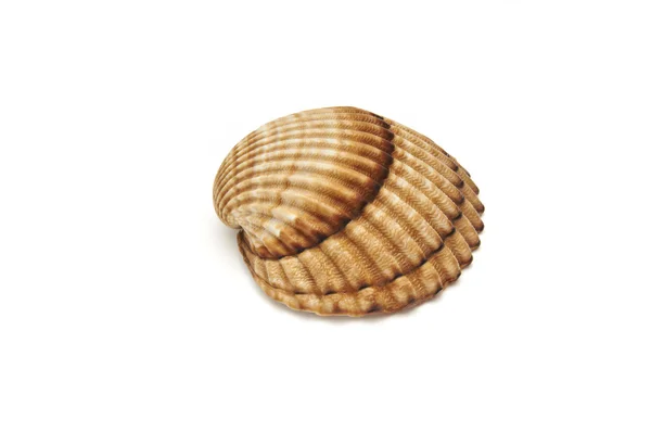 Seashell geïsoleerd op het witte doek — Stockfoto