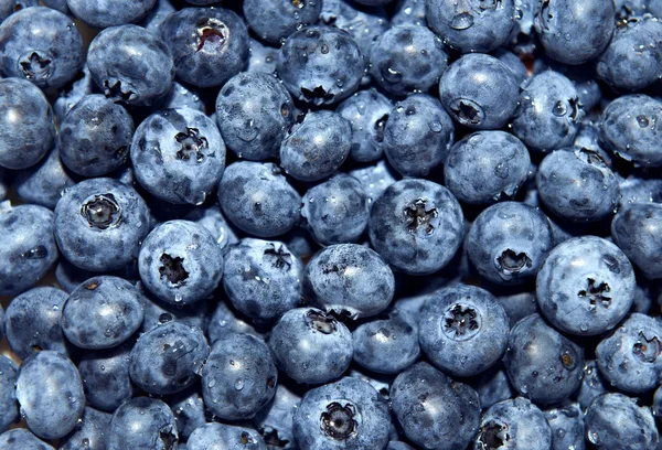 Bleuets du bois dans un bol — Photo