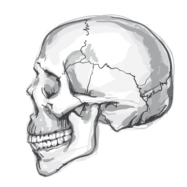 Lidská lebka. kreslené vektorové — Stockový vektor