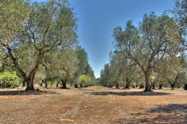 HDR - zeytin ağaçları