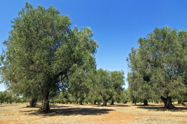 zeytin ağacı - puglia
