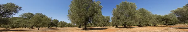 Panorama - oliventræer - Stock-foto