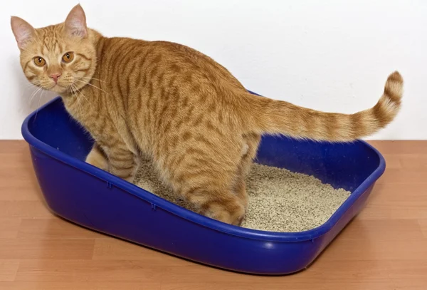 Kitten in blue plastic litter cat — Stock Photo, Image