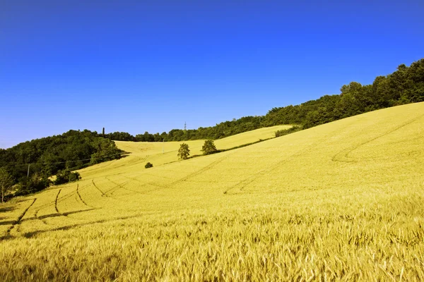 Golden Wheat Field — Stock Photo, Image