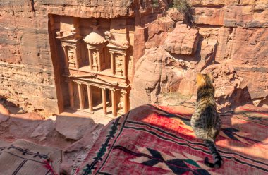 Cat Inside on Bedouin Tent looking at  the Treasury at the World Wonder UNESCO Heritage Site of Petra, Jordan. Focus on petra