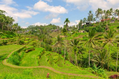 TEGALANG, UBUD, BALI, İNDONEZYA: Pirinç tarlaları Ubud yakınlarındaki Tegallalang 'da meşhurdur. Endonezya 'daki Bali Adası, Güneydoğu Asya.