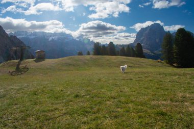 Avrupa Alplerinde Yürüyüş yapan Dolomitler. Yazın yeşil çimen ve kar olmadan çekiliyor. Gardena Geçidi, İtalya
