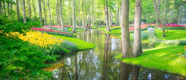 İlkbahar mevsiminde Amsterdam 'da çiçek açan laleler - sıralanmış çok renkli çiçekler