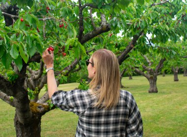 Bahar hasadı sırasında Fransız bahçesinde kiraz toplayan bir kadın.