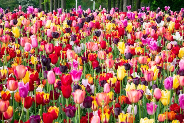 Tulipas Florescentes Amsterdã Durante Estação Primavera Flores Multicores Fileiras — Fotografia de Stock