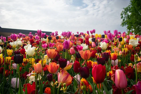 Tulipas Florescentes Amsterdã Durante Estação Primavera Flores Multicores Fileiras — Fotografia de Stock