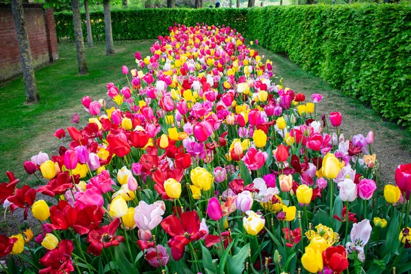 Tulipas Florescentes Amsterdã Durante Estação Primavera Flores Multicores Fileiras — Fotografia de Stock