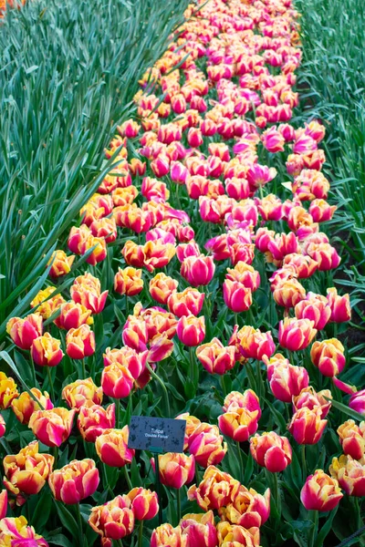 Tulipanes Florecientes Amsterdam Durante Temporada Primavera Flores Multicolores Filas — Foto de Stock