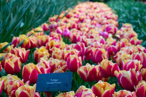 Tulipas Florescentes Amsterdã Durante Estação Primavera Flores Multicores Fileiras — Fotografia de Stock
