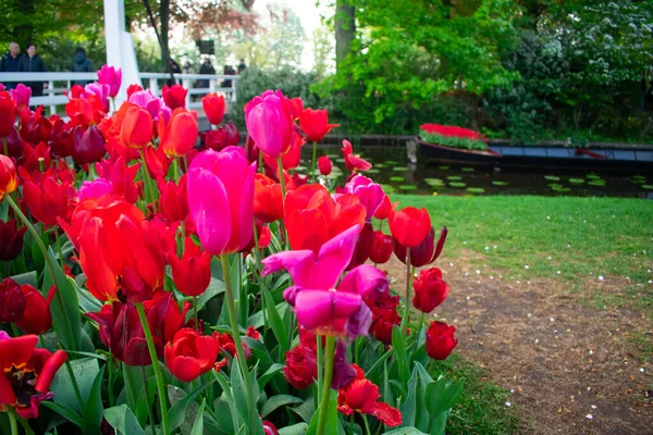 Tulipas Florescentes Amsterdã Durante Estação Primavera Flores Multicores Fileiras — Fotografia de Stock