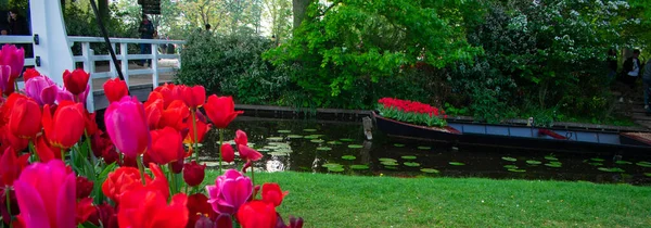 Tulipas Florescentes Amsterdã Durante Estação Primavera Flores Multicores Fileiras — Fotografia de Stock