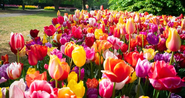 Kwitnące Tulipany Amsterdamie Sezonie Wiosennym Kolorowe Kwiaty Rzędach — Zdjęcie stockowe