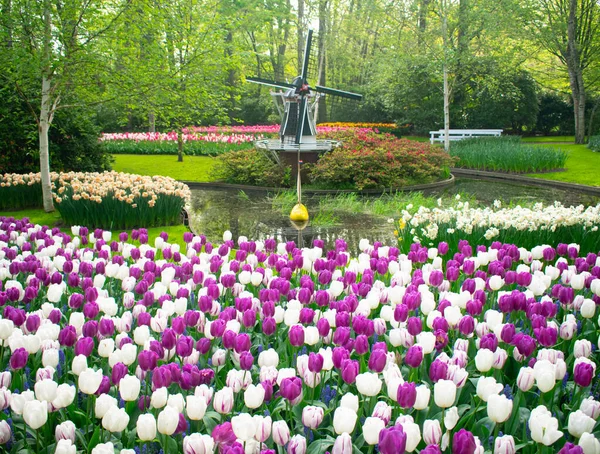 Tulipas Florescentes Amsterdã Durante Estação Primavera Flores Multicores Fileiras — Fotografia de Stock