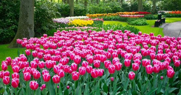 Blossoming Tulips Amsterdam Spring Season Multicolored Flowers Rows — Stock Photo, Image