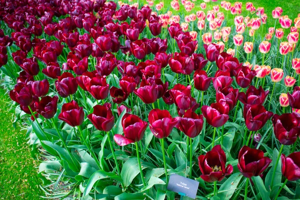 Tulipas Florescentes Amsterdã Durante Estação Primavera Flores Multicores Fileiras — Fotografia de Stock