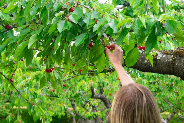 Woman Picking Cherries French Orchard Spring Harvest — Stock Photo, Image
