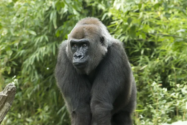 Gorilla — Stockfoto