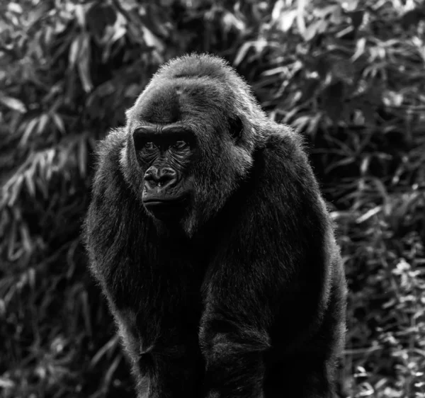 Gorilla-Foto — Stockfoto