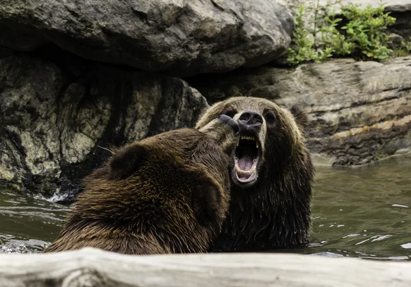 Ursos pardos Grizzly Imagem De Stock