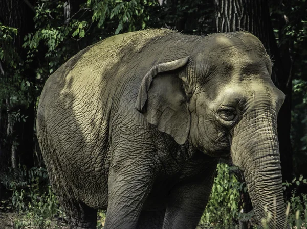 Elefante foto Imagem De Stock