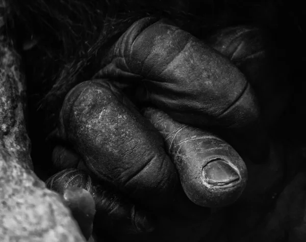 A mão de Gorila Fotografias De Stock Royalty-Free