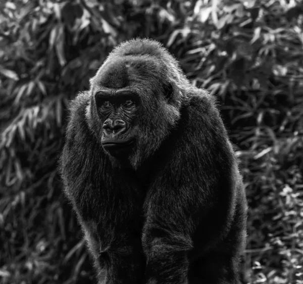 Gorilla Portrait in Black and White — Stock Photo, Image