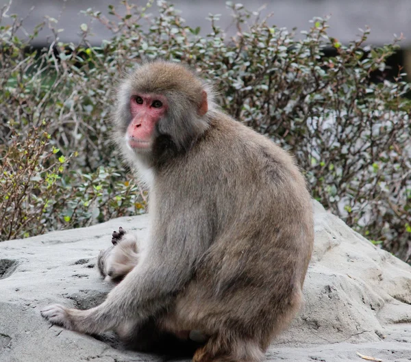 Snow Monkey — Stock Photo, Image