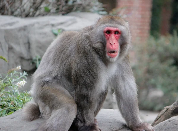 Snow Monkey — Stock Photo, Image