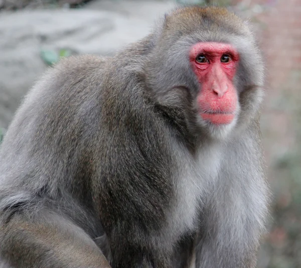 Snow Monkey — Stock Photo, Image