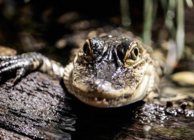 Amerikan timsahı fotoğraf