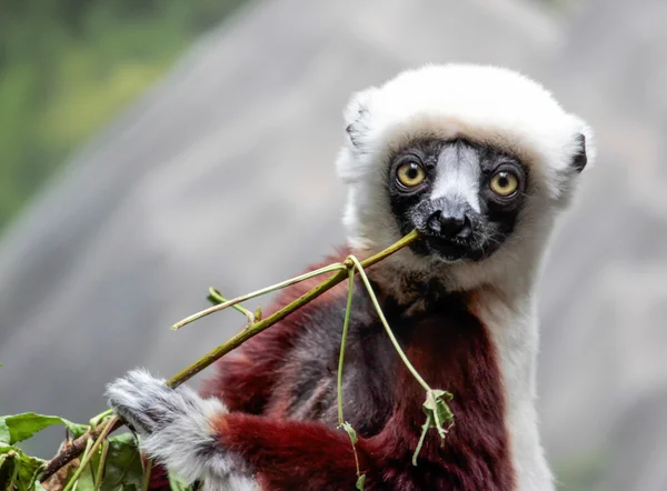 Sefaka Lemur — Stockfoto