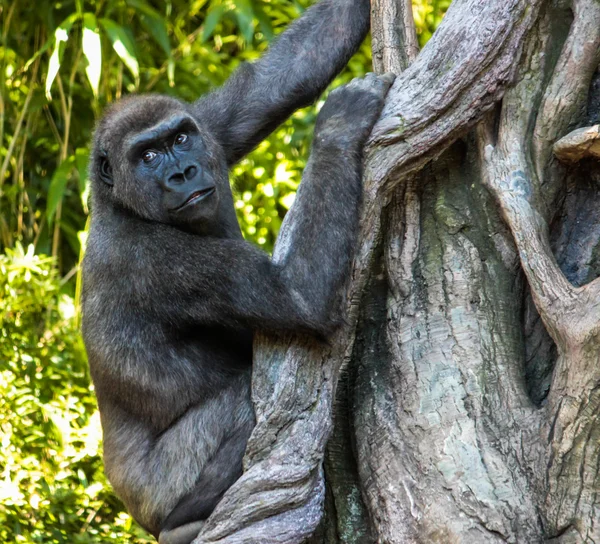Gorilas Imagem De Stock