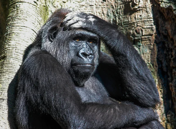 Gorilas Imagem De Stock
