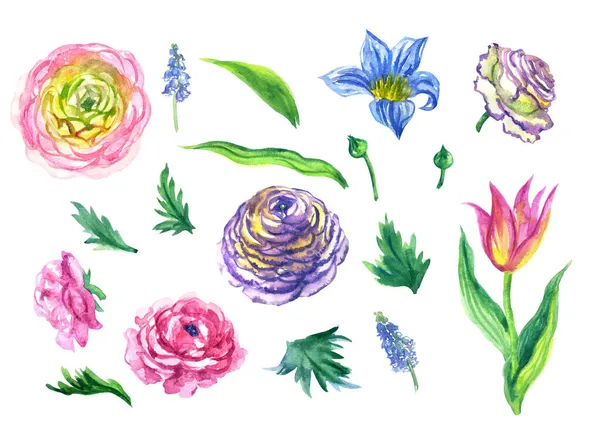 Set of spring flowers with ranunculus, tulips and muscari, watercolor illustration on white background, isolated, print for greeting card, home furnishings decor.