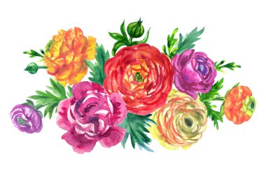 Renkli ranunculus buketi, beyaz arka planda suluboya çizimi, izole edilmiş. Tebrik kartları ve diğer ürünler için çiçek dekoru.