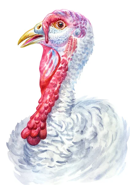 White Turkey Portrait Watercolor Illustration White Background Image Thanksgiving Greeting — Stock Photo, Image