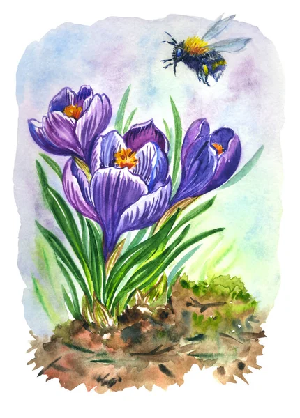 Блакитні Крокуси Цвітуть Ранньою Весною Джмелі Літають Над Ними Акварельна — стокове фото