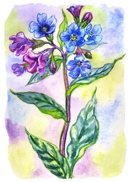 Floração Lungwort Aquarela Fundo Colorido Aquarela Ilustração Botânica Impressão Para — Fotografia de Stock