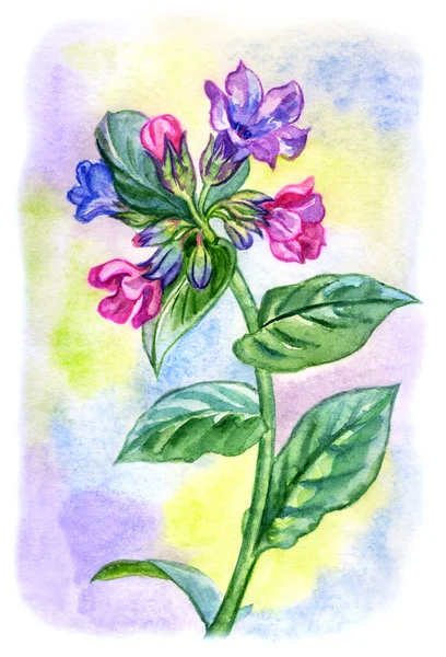 Floração Lungwort Aquarela Fundo Colorido Aquarela Ilustração Botânica Impressão Para — Fotografia de Stock