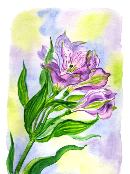 Alstroemeria Viola Sfondo Colorato Macchia Acquerello Floreale Illustrazione Stampa Poster — Foto Stock