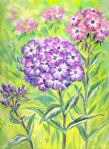 緑の間の庭の紫とピンクのフロックス アクリル絵具 ポスター用プリント グリーティングカード ブックカバーなど — ストック写真