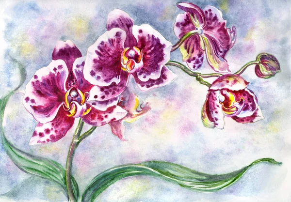 Skvrnitý Falaenopsis Orchidej Zakouřeném Pozadí Akvarel Ilustrace Tisk Pro Plakát — Stock fotografie