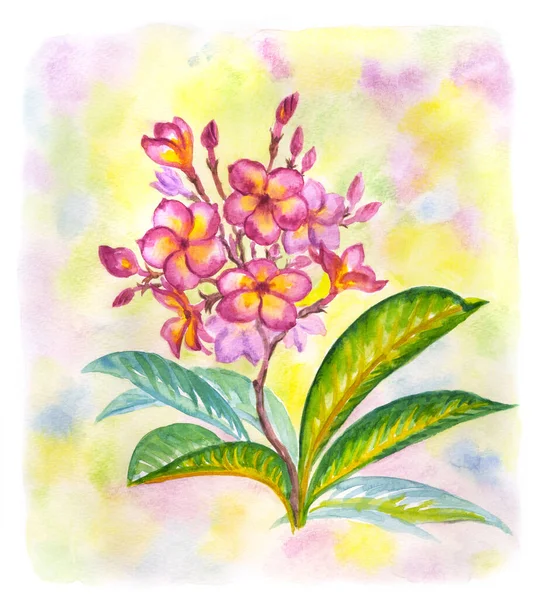 Plumeria Florescente Sobre Fundo Aquarela Flor Tropical Ilustração Botânica Impressão — Fotografia de Stock