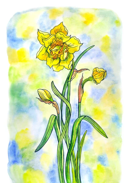 Narcissus Med Blad Och Knoppar Bakgrunden Akvarell Fläckar Botanisk Illustration — Stockfoto