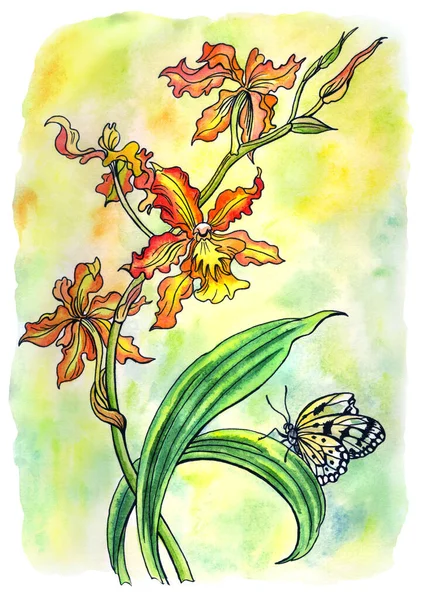 Orquídeas Cámbrica Mariposa Ilustración Acuarela Con Contorno Impresión Para Póster —  Fotos de Stock